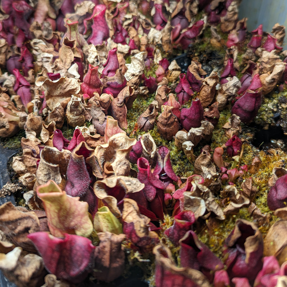 
                      
                        Sarracenia purpurea ssp. venosa "Red" Wholesale
                      
                    