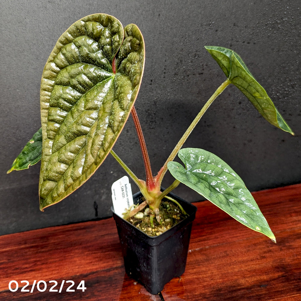 
                      
                        Anthurium crystallinum Dark x luxurians, CAR-0231
                      
                    