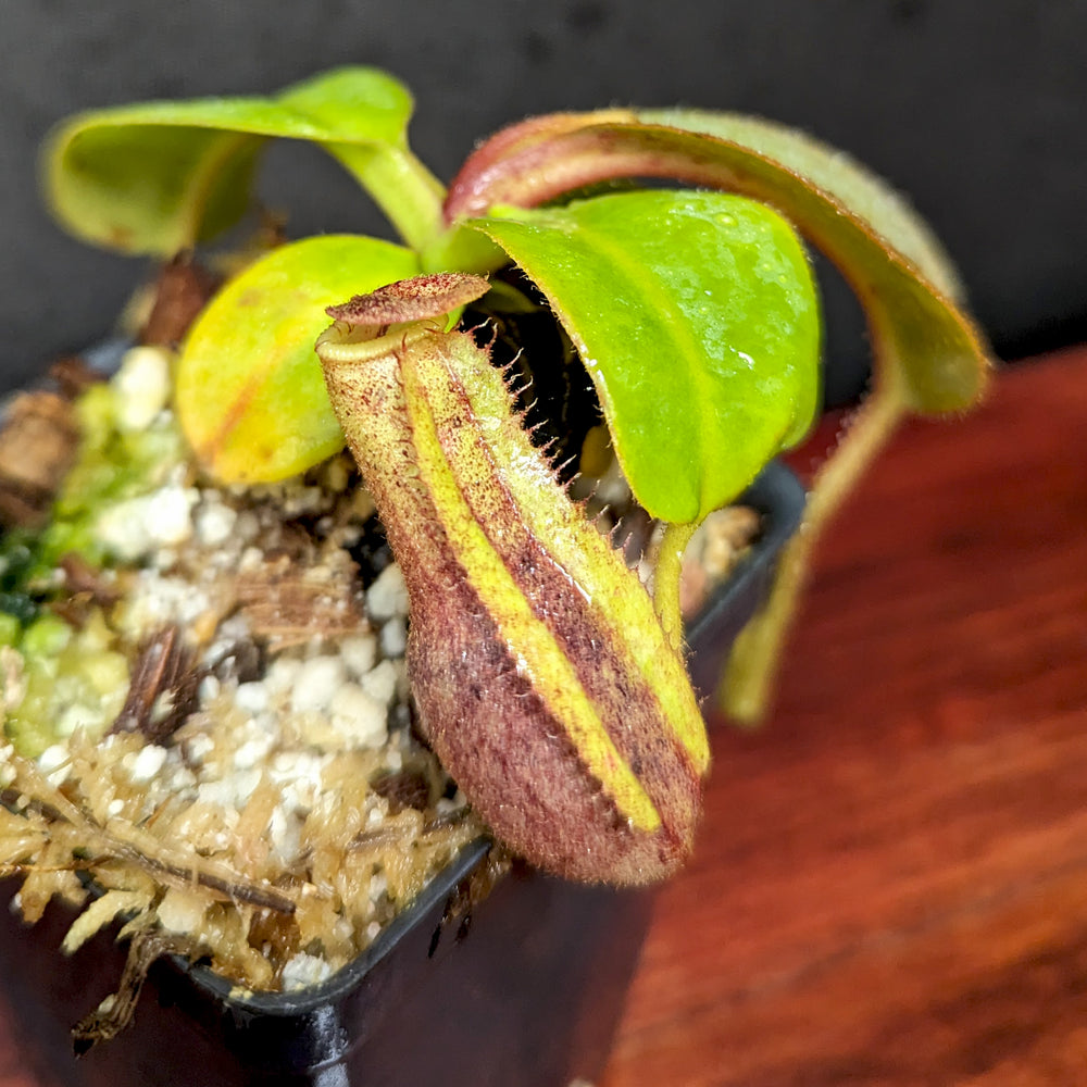 Nepenthes [(lowii x veitchii) x boschiana] 