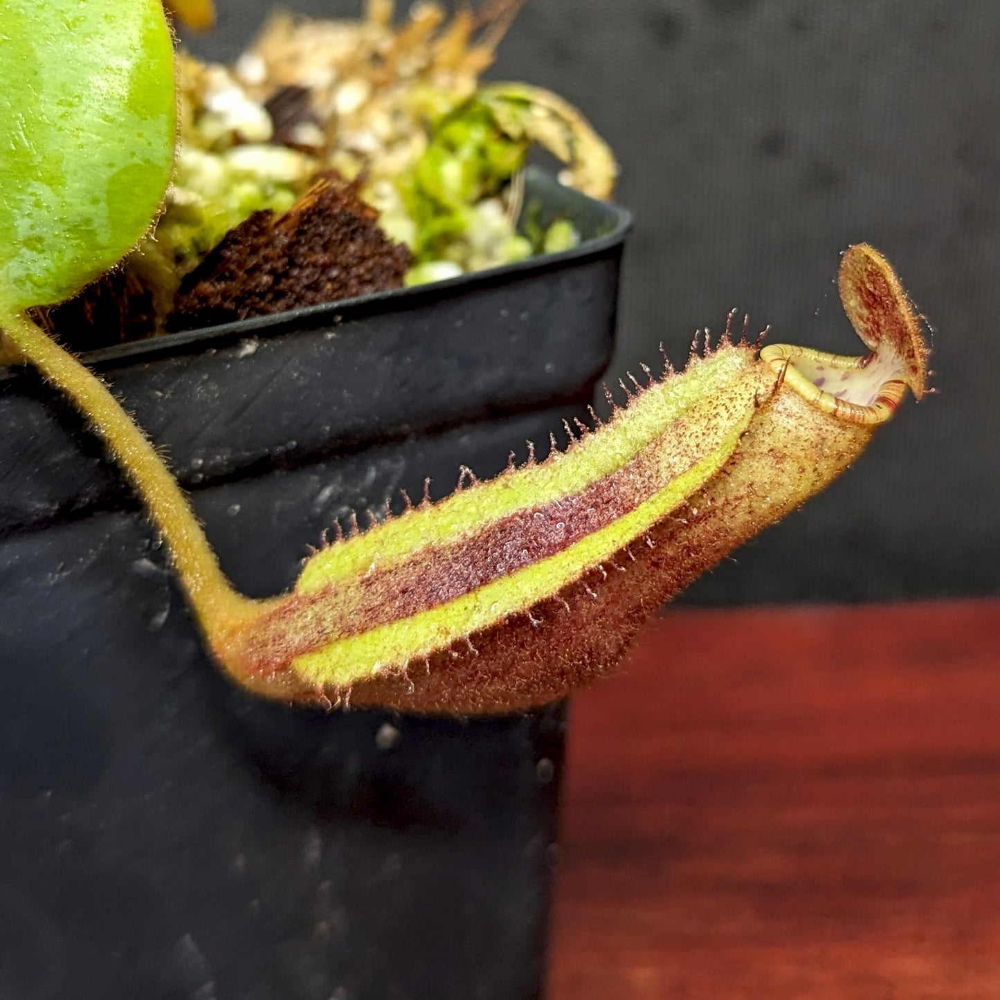 Nepenthes [(lowii x veitchii) x boschiana] "Red Ruffled" x (truncata x ovata), CAR-0398