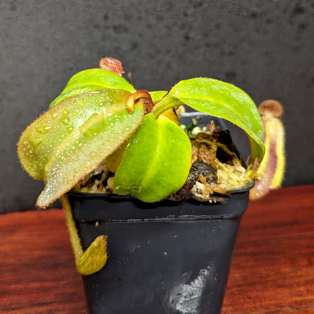 
                      
                        Nepenthes [(lowii x veitchii) x boschiana] "Red Ruffled" x (truncata x ovata), CAR-0398
                      
                    