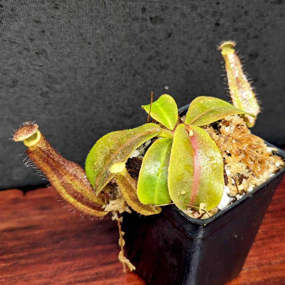 Nepenthes boschiana x truncata (c)-E, CAR-0399