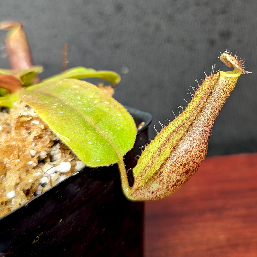 
                      
                        Nepenthes boschiana x truncata (c)-E, CAR-0399
                      
                    