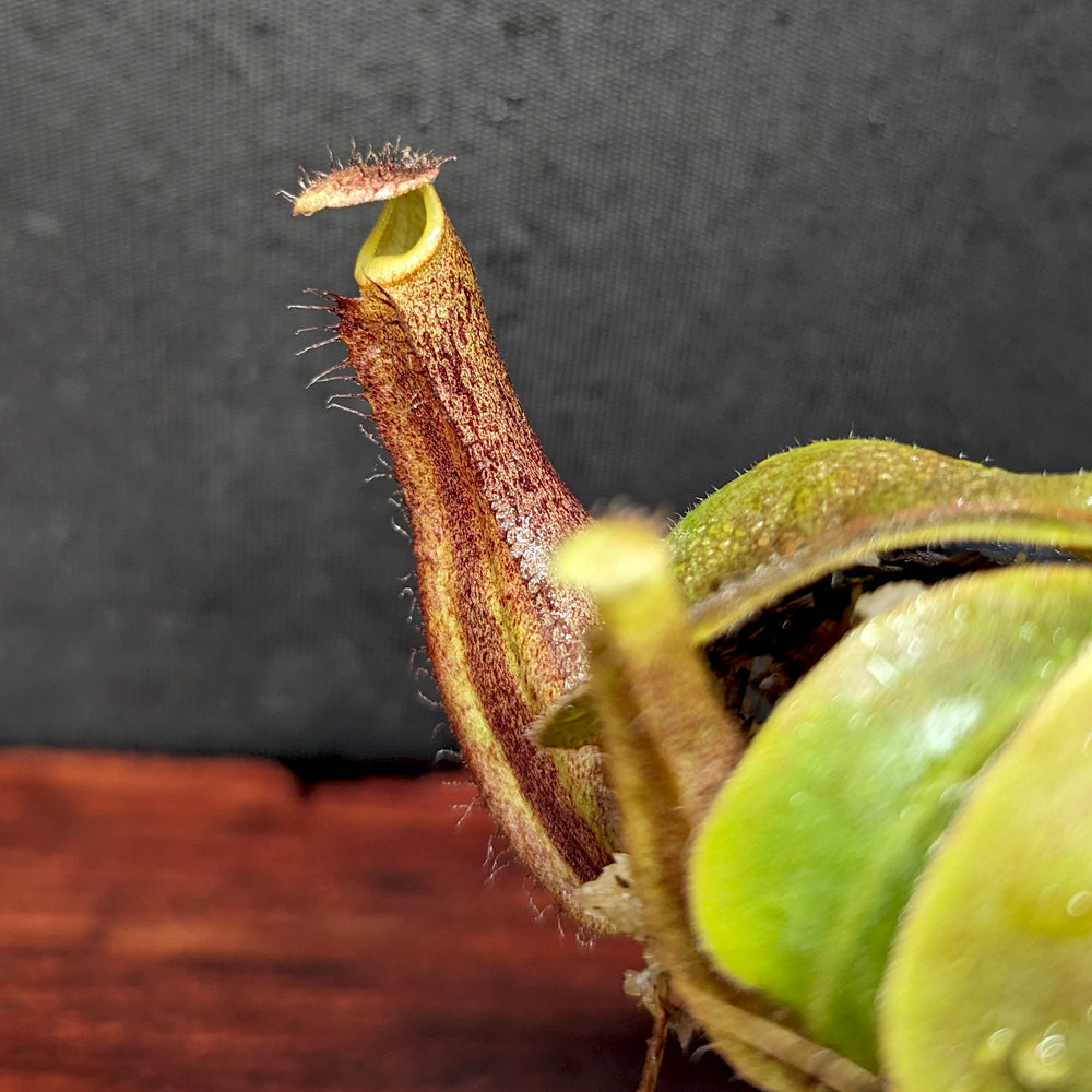 
                      
                        Nepenthes boschiana x truncata (c)-E, CAR-0399
                      
                    