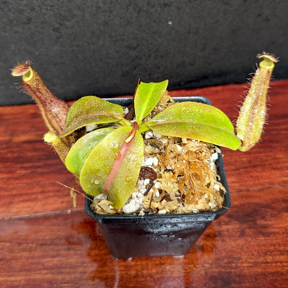 
                      
                        Nepenthes boschiana x truncata (c)-E, CAR-0399
                      
                    