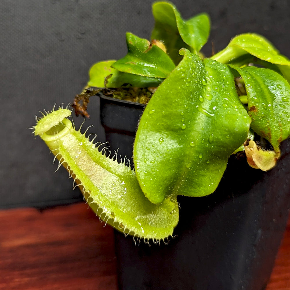 
                      
                        Nepenthes veitchii JB x robcantleyi, CAR-0402
                      
                    