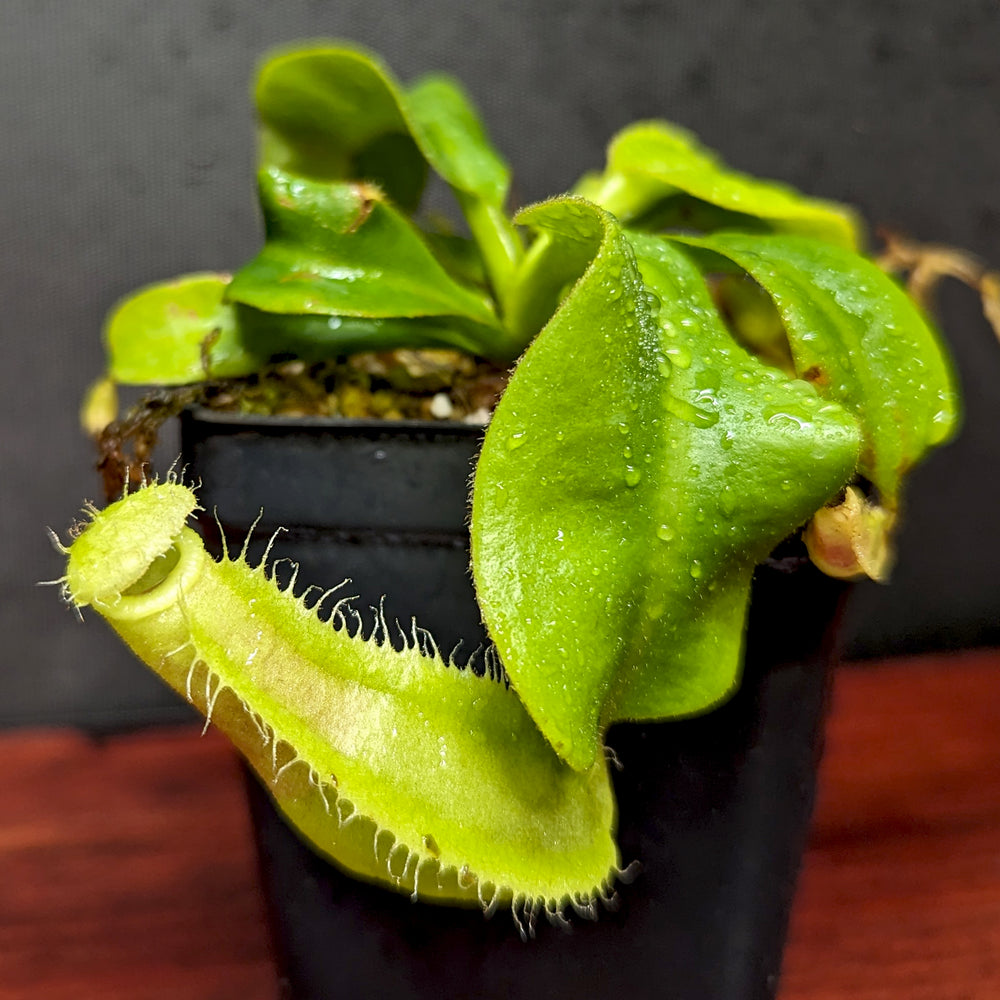 
                      
                        Nepenthes veitchii JB x robcantleyi, CAR-0402
                      
                    