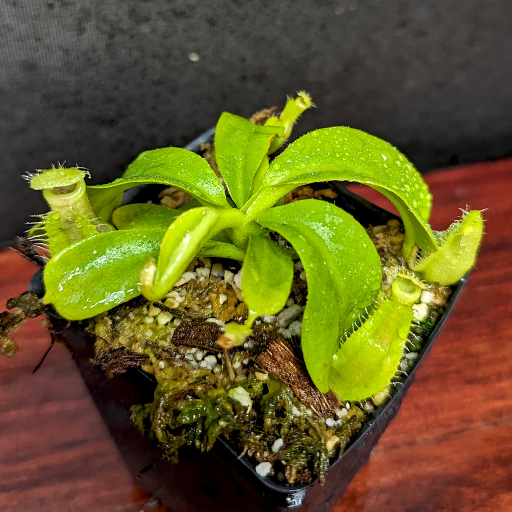 
                      
                        Nepenthes veitchii JB x robcantleyi, CAR-0402
                      
                    