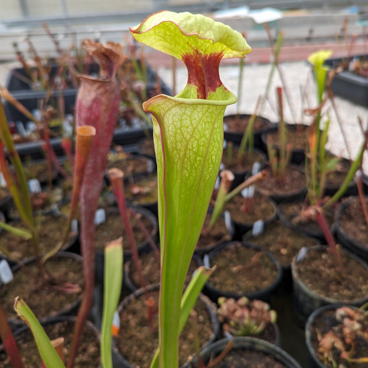 Sarracenia ( x 'Leah Wilkerson' ) x ( x 'Adrian Slack' ) – Carnivero