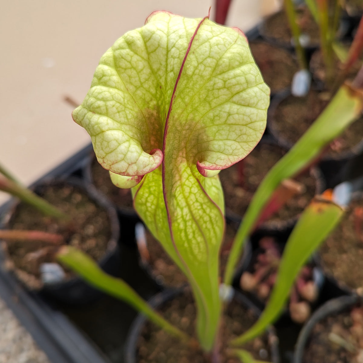 Sarracenia ( x 'Leah Wilkerson' ) x ( x 'Adrian Slack' ) – Carnivero