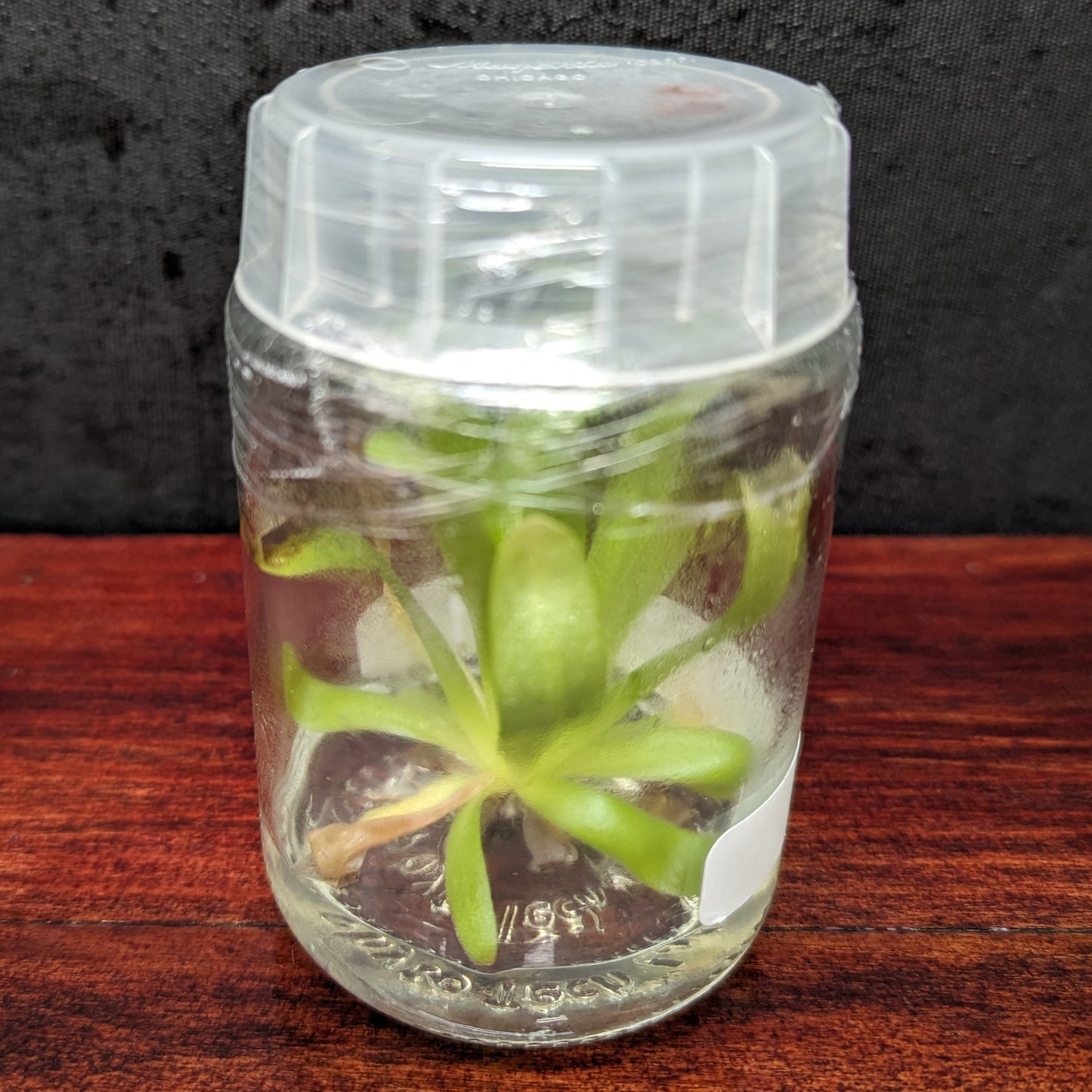 Pinguicula 'Aphrodite' Butterwort Tissue Culture Flask