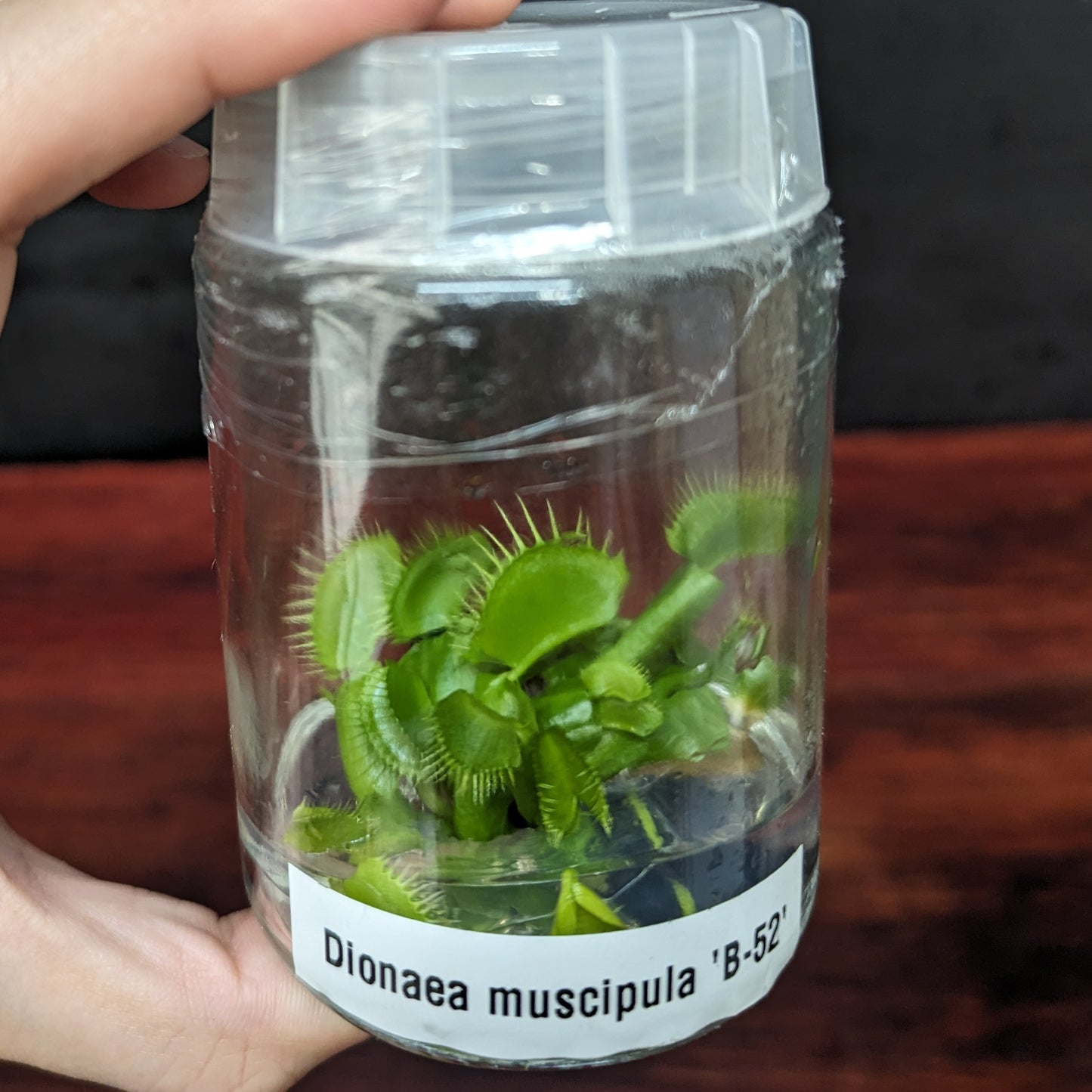 Venus Flytrap - Dionaea muscipula 'B-52' Tissue Culture Flask