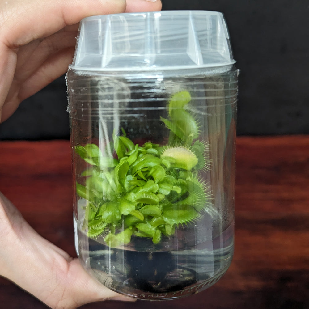 
                      
                        Venus Flytrap - Dionaea muscipula 'B-52' Tissue Culture Flask
                      
                    