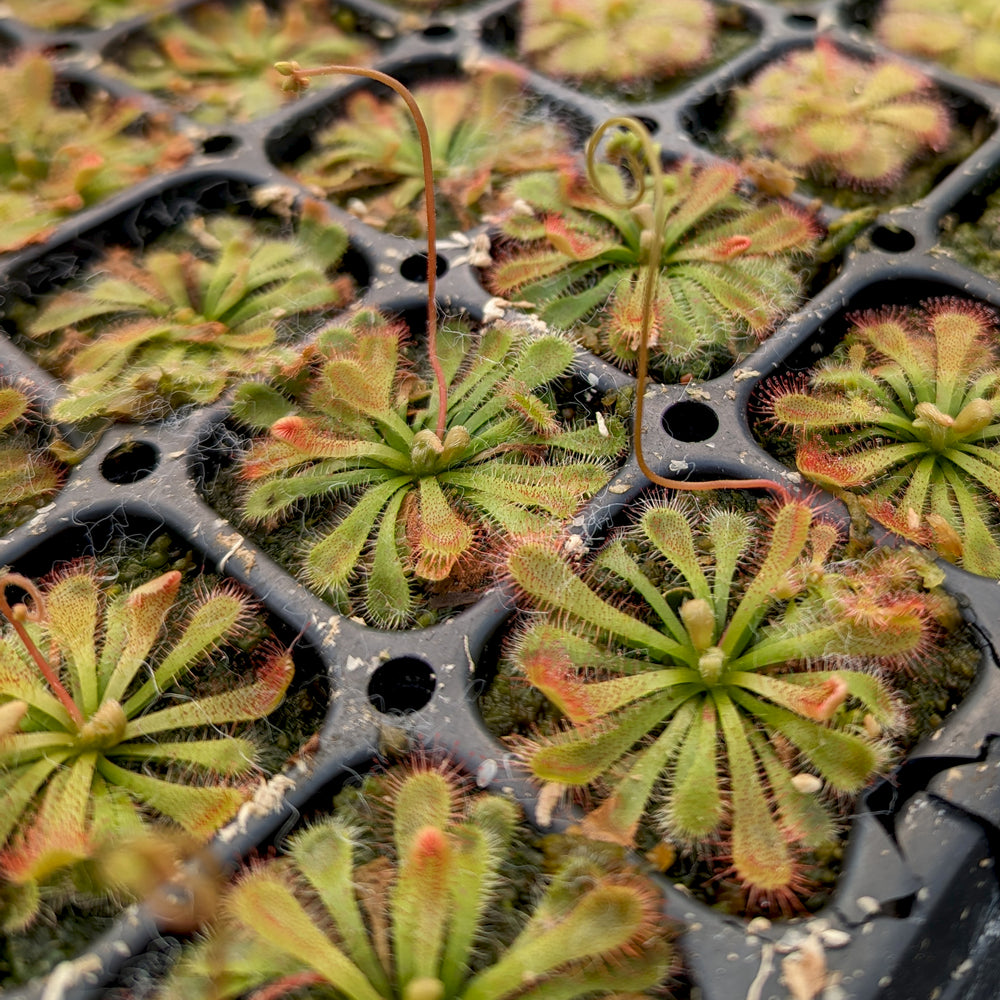 
                      
                        Drosera spatulata var. lovellae Sundew
                      
                    