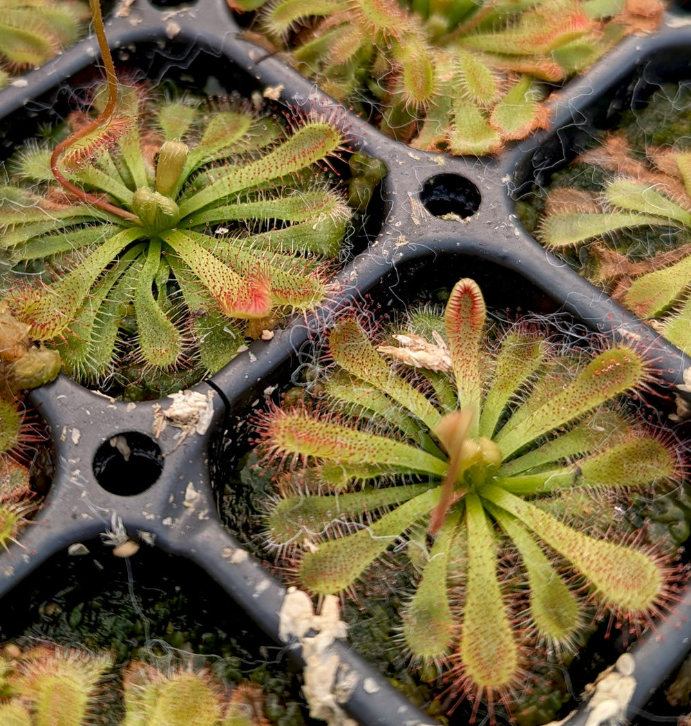 Drosera spatulata var. lovellae Sundew