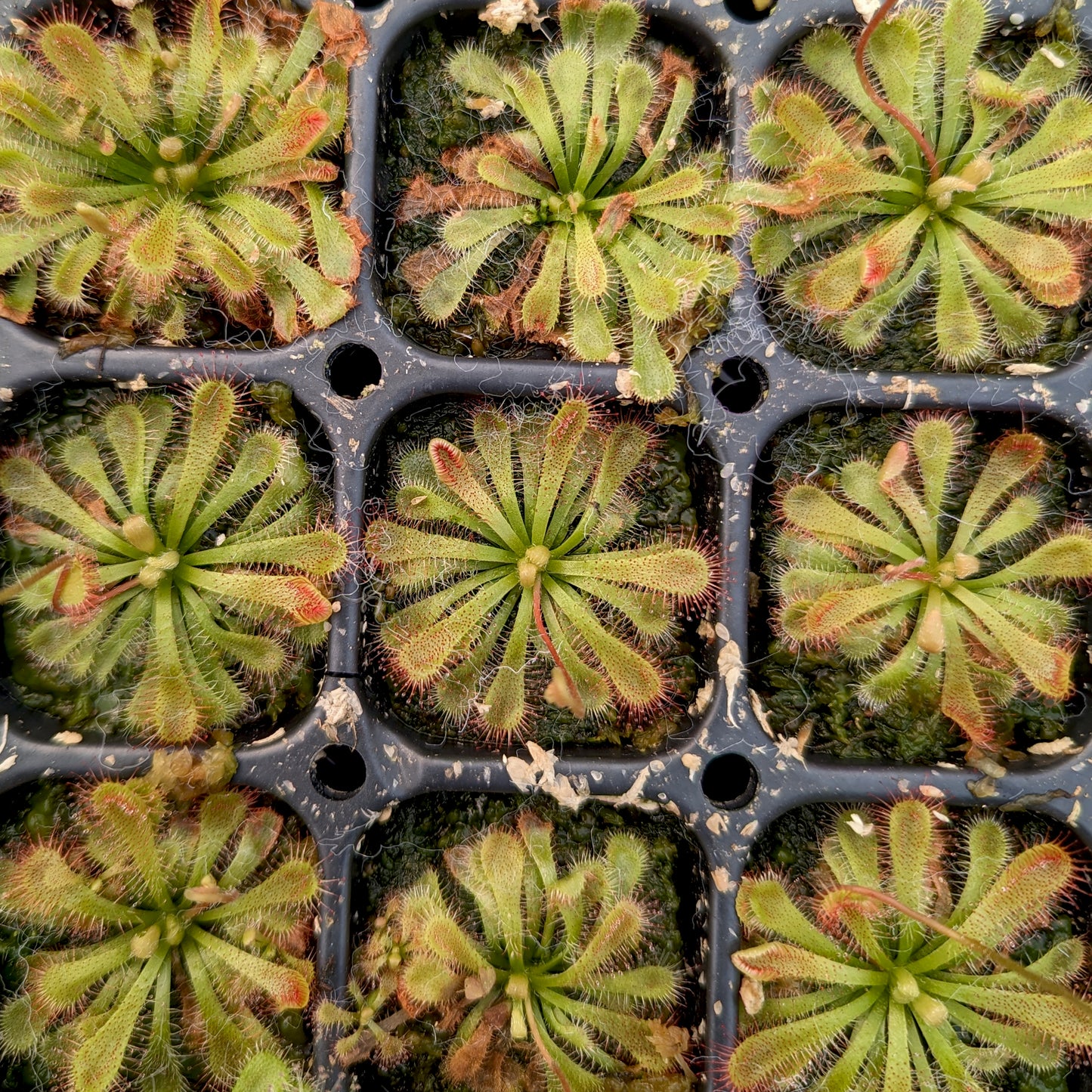 Drosera spatulata var. lovellae Sundew