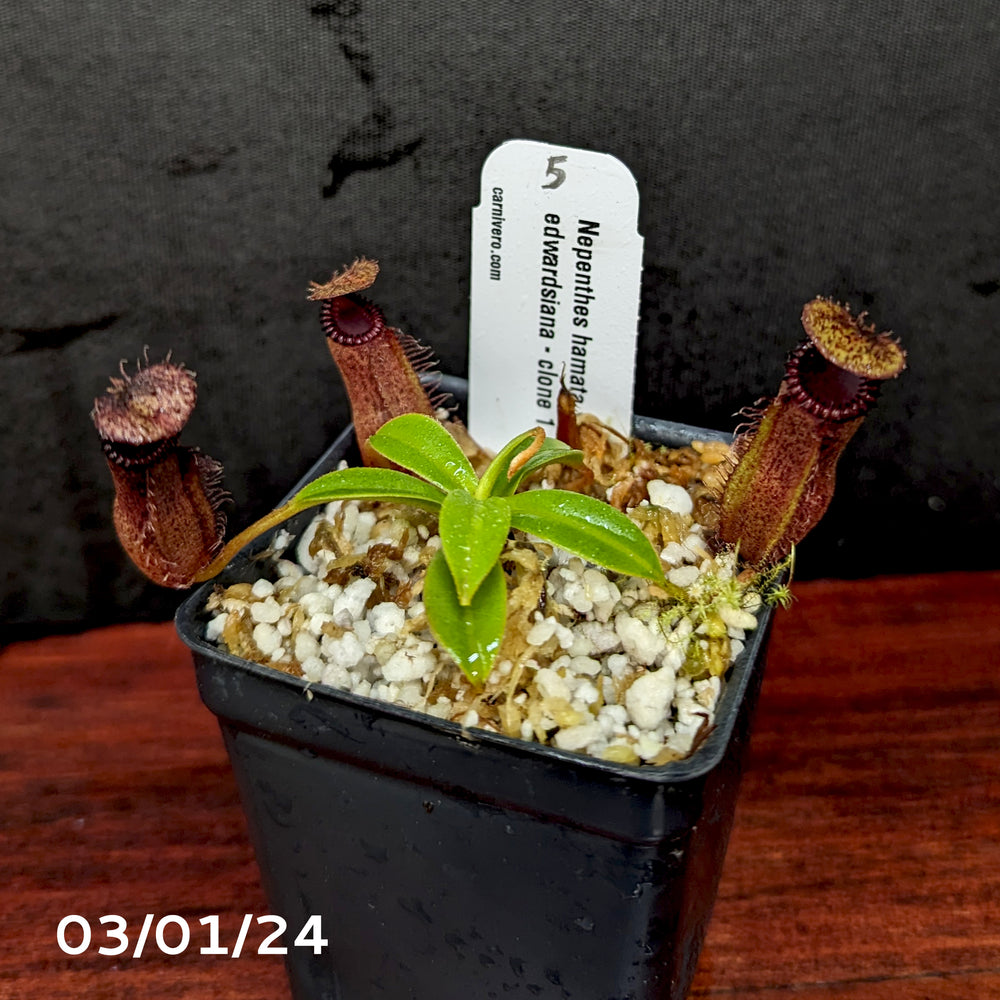 
                      
                        Nepenthes hamata x edwardsiana - Exact Plant 03/01/24
                      
                    