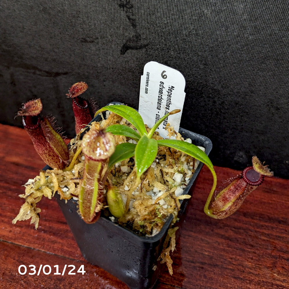 
                      
                        Nepenthes hamata x edwardsiana - Exact Plant 03/01/24
                      
                    