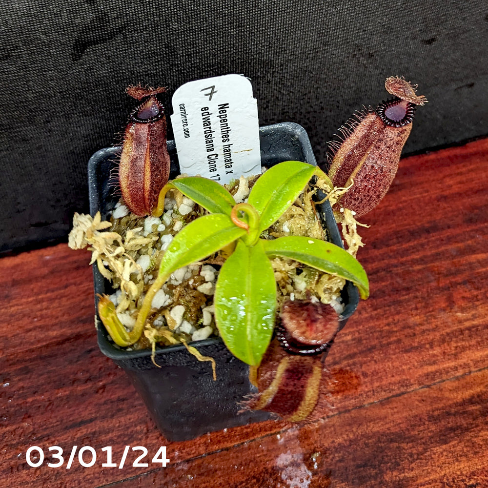 
                      
                        Nepenthes hamata x edwardsiana - Exact Plant 03/01/24
                      
                    