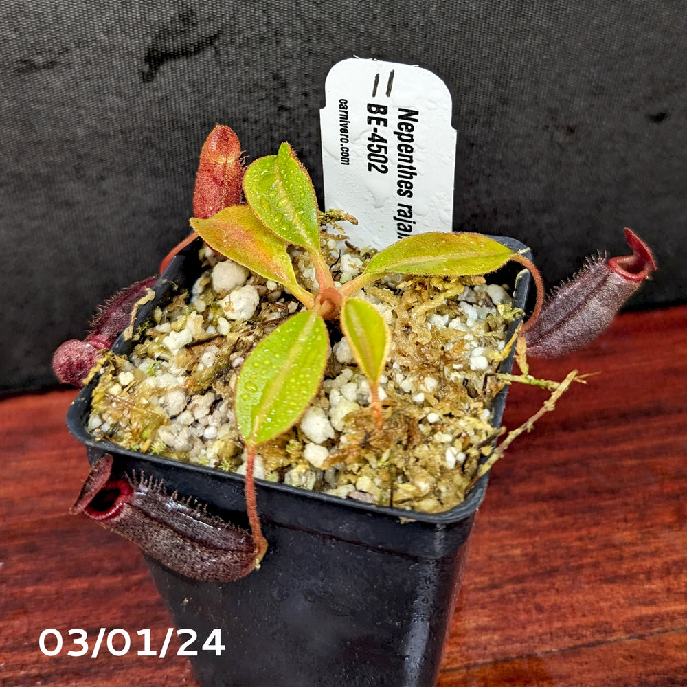 
                      
                        Nepenthes rajah x lowii - Exact Plant 03/01/24
                      
                    