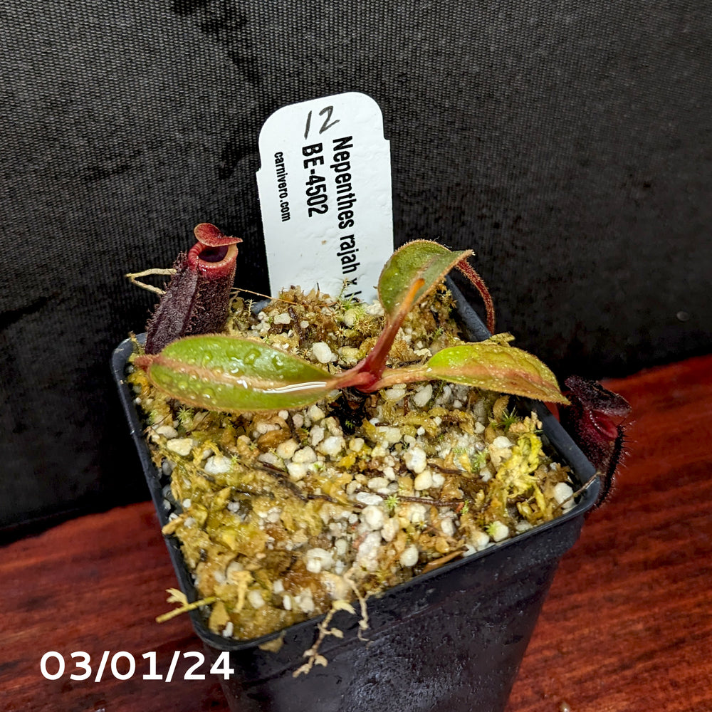 
                      
                        Nepenthes rajah x lowii - Exact Plant 03/01/24
                      
                    