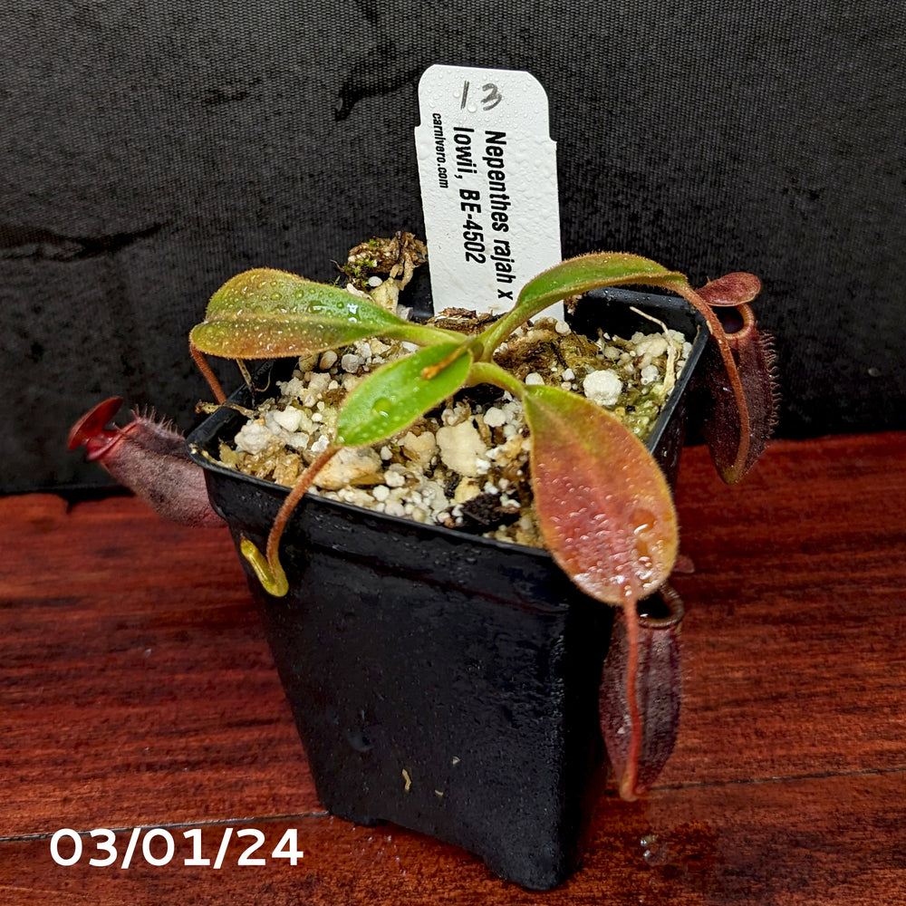 
                      
                        Nepenthes rajah x lowii - Exact Plant 03/01/24
                      
                    