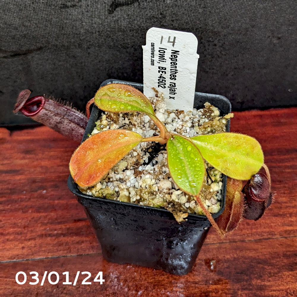 
                      
                        Nepenthes rajah x lowii - Exact Plant 03/01/24
                      
                    