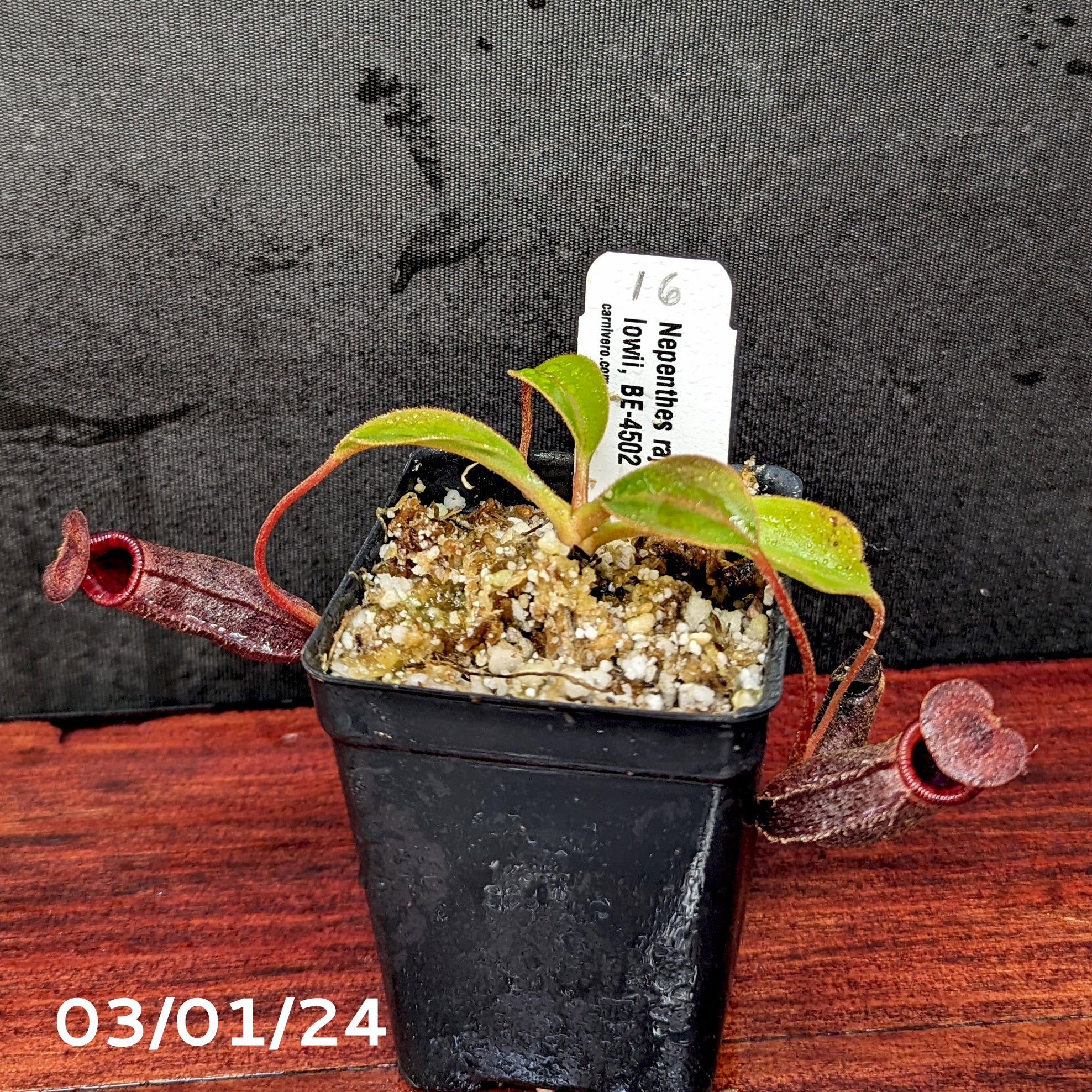 Nepenthes rajah x lowii - Exact Plant 03/01/24 – Carnivero