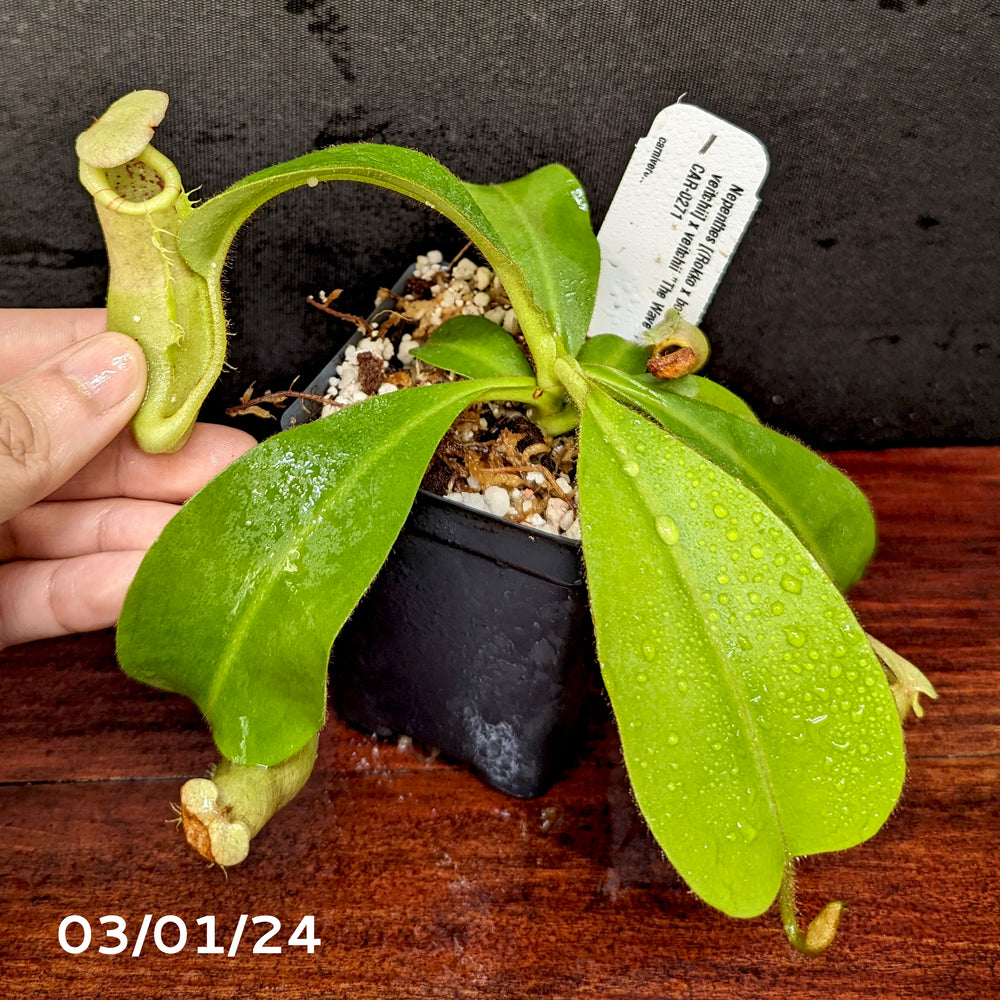 
                      
                        Nepenthes [(Rokko x boschiana) x veitchii] x veitchii "The Wave", CAR-0271 - Exact Plant 03/01/24
                      
                    