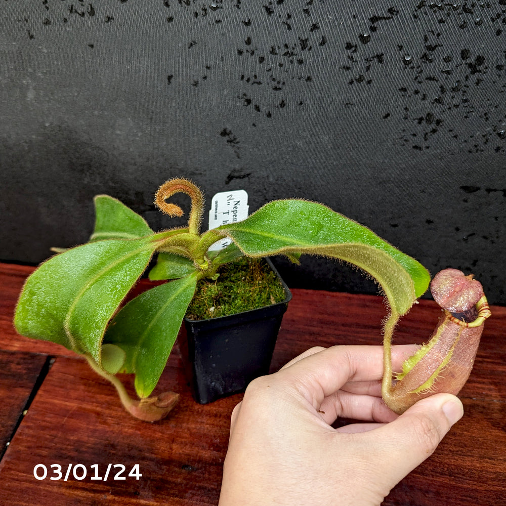 
                      
                        Nepenthes [(Rokko x boschiana) x veitchii] x veitchii "The Wave", CAR-0271 - Exact Plant 03/01/24
                      
                    