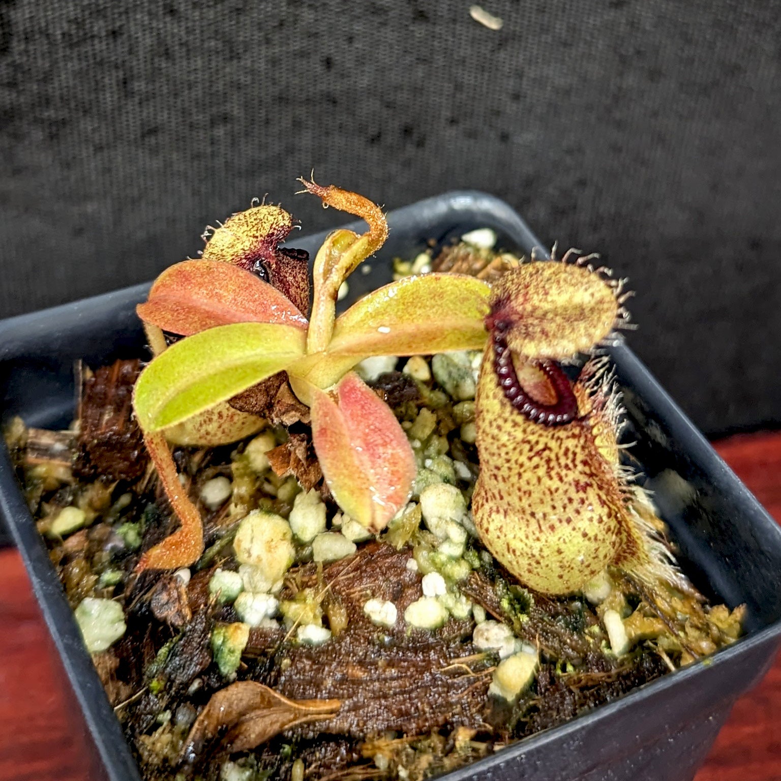 Nepenthes hamata x robcantleyi, BE-3755