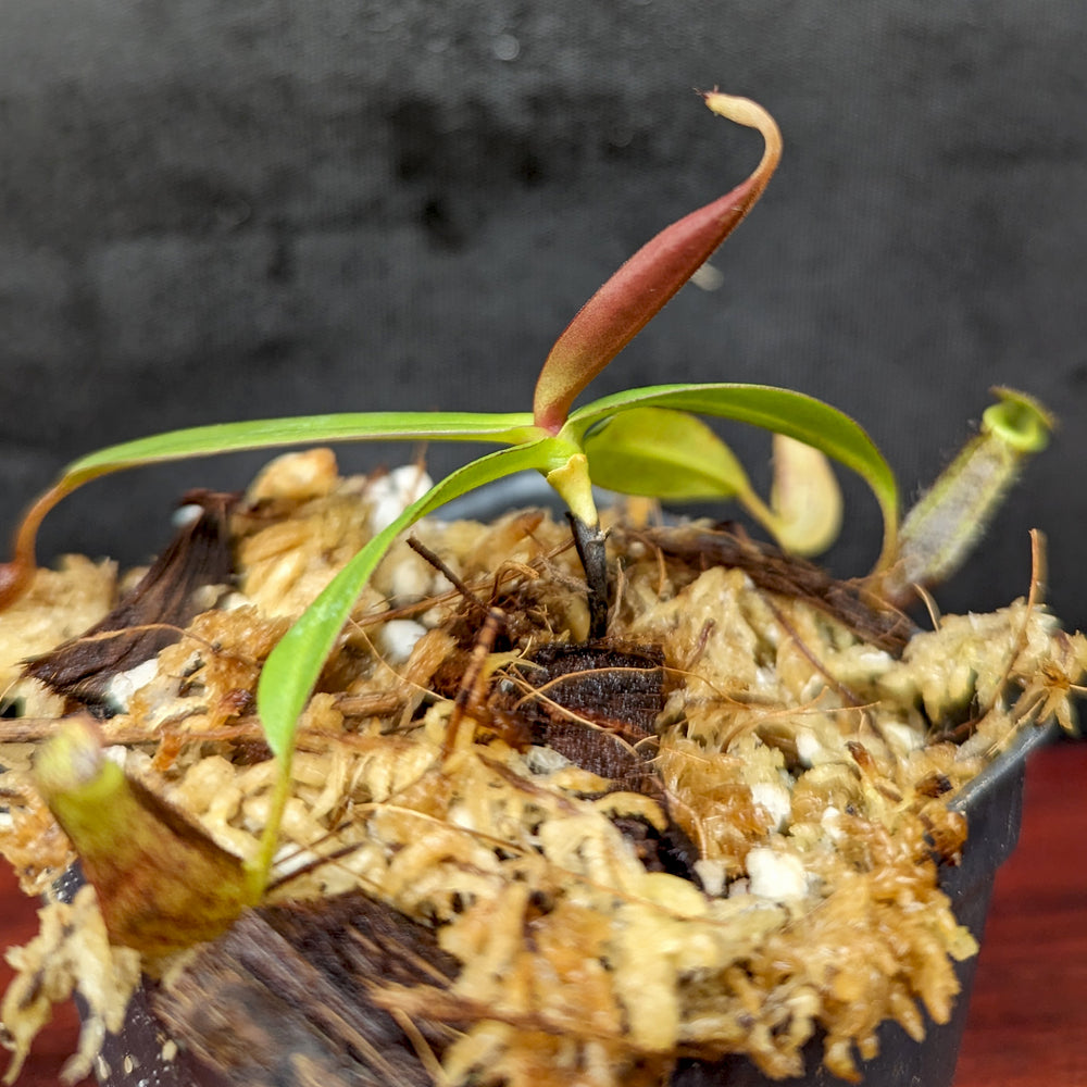 
                      
                        Nepenthes ramispina Pitcher Plant, CAR-0403
                      
                    