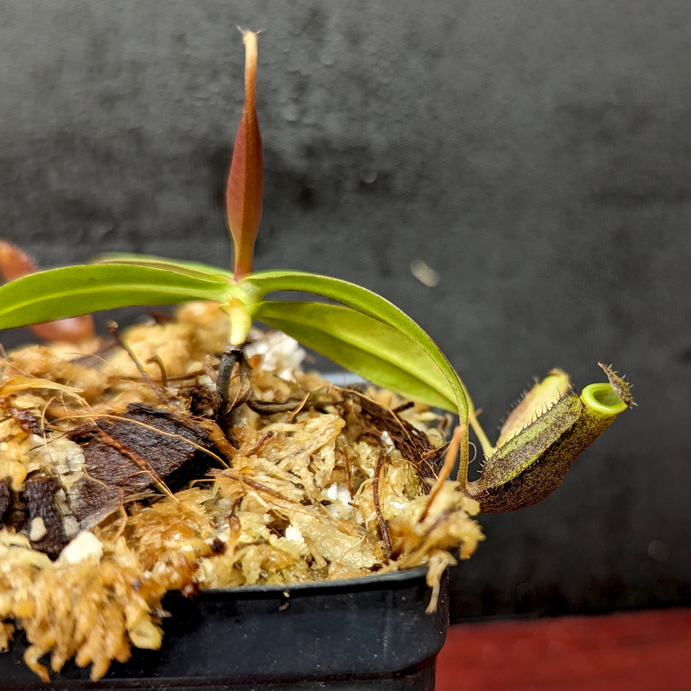 
                      
                        Nepenthes ramispina Pitcher Plant, CAR-0403
                      
                    