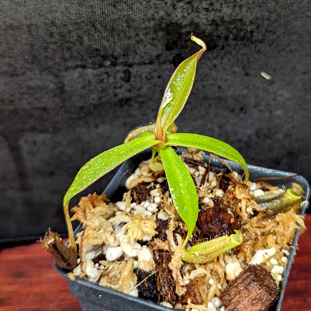 
                      
                        Nepenthes ramispina Pitcher Plant, CAR-0403
                      
                    