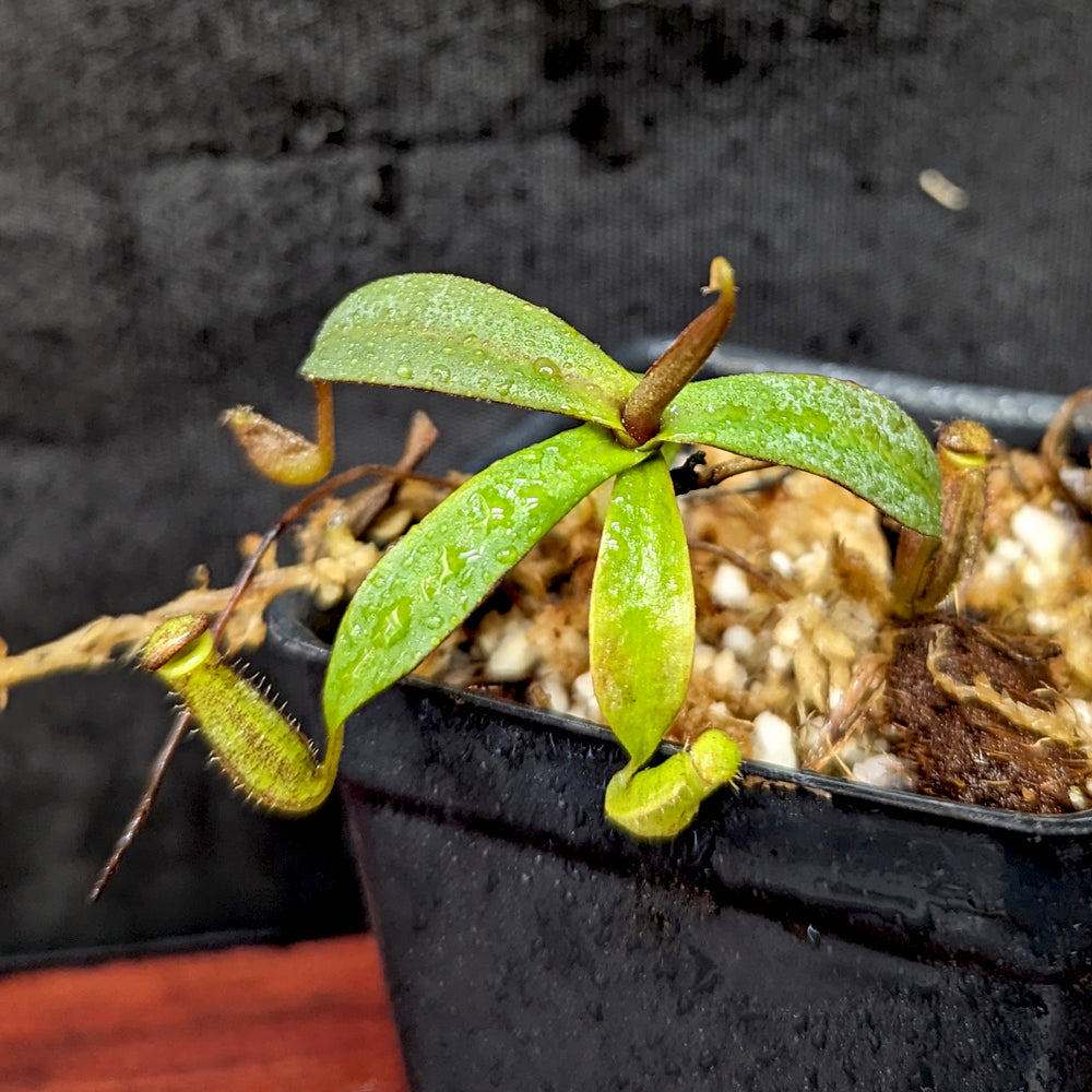 
                      
                        Nepenthes ramispina Pitcher Plant, CAR-0403
                      
                    