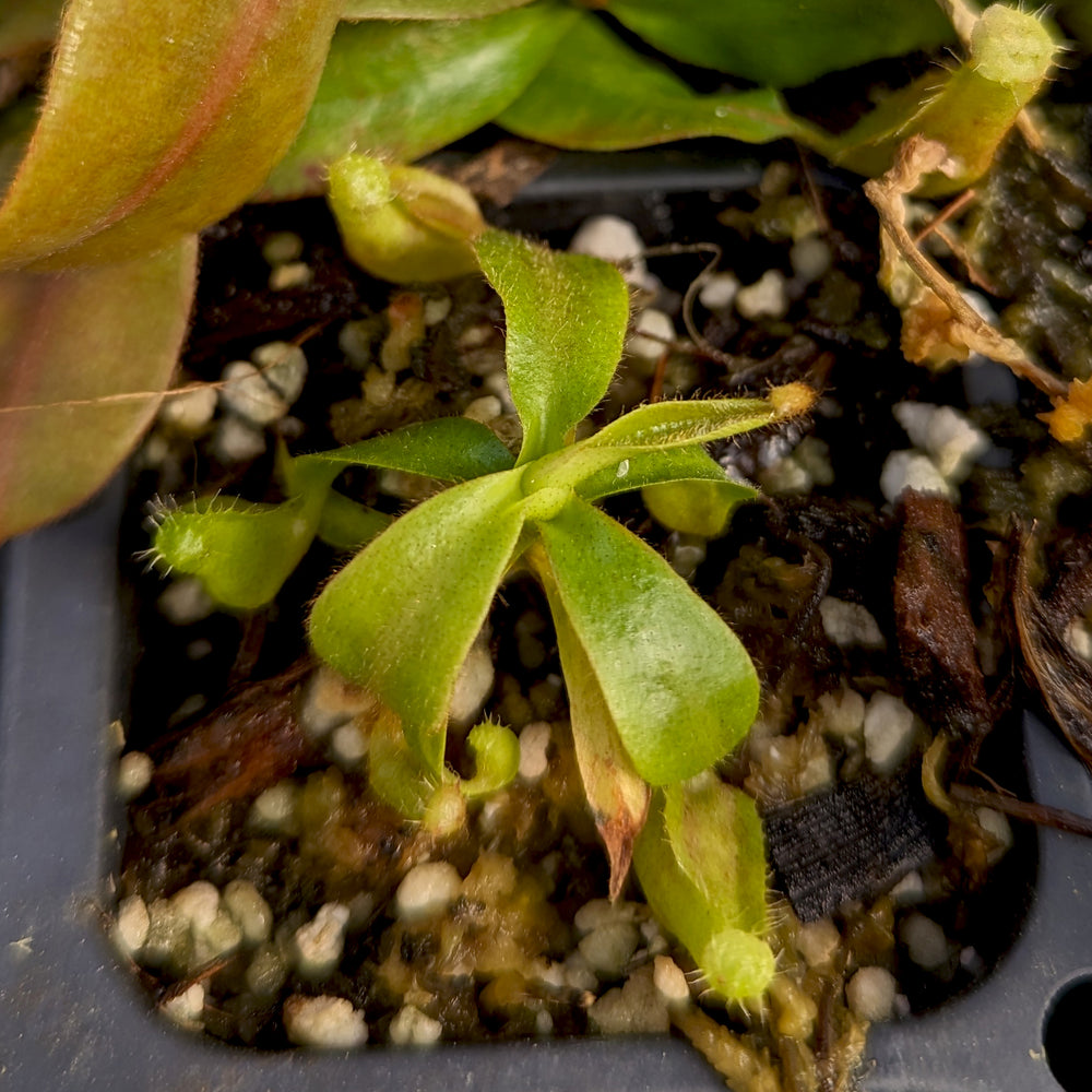 
                      
                        Nepenthes 'Whisper' x veitchii 'Cobra', CAR-0410
                      
                    