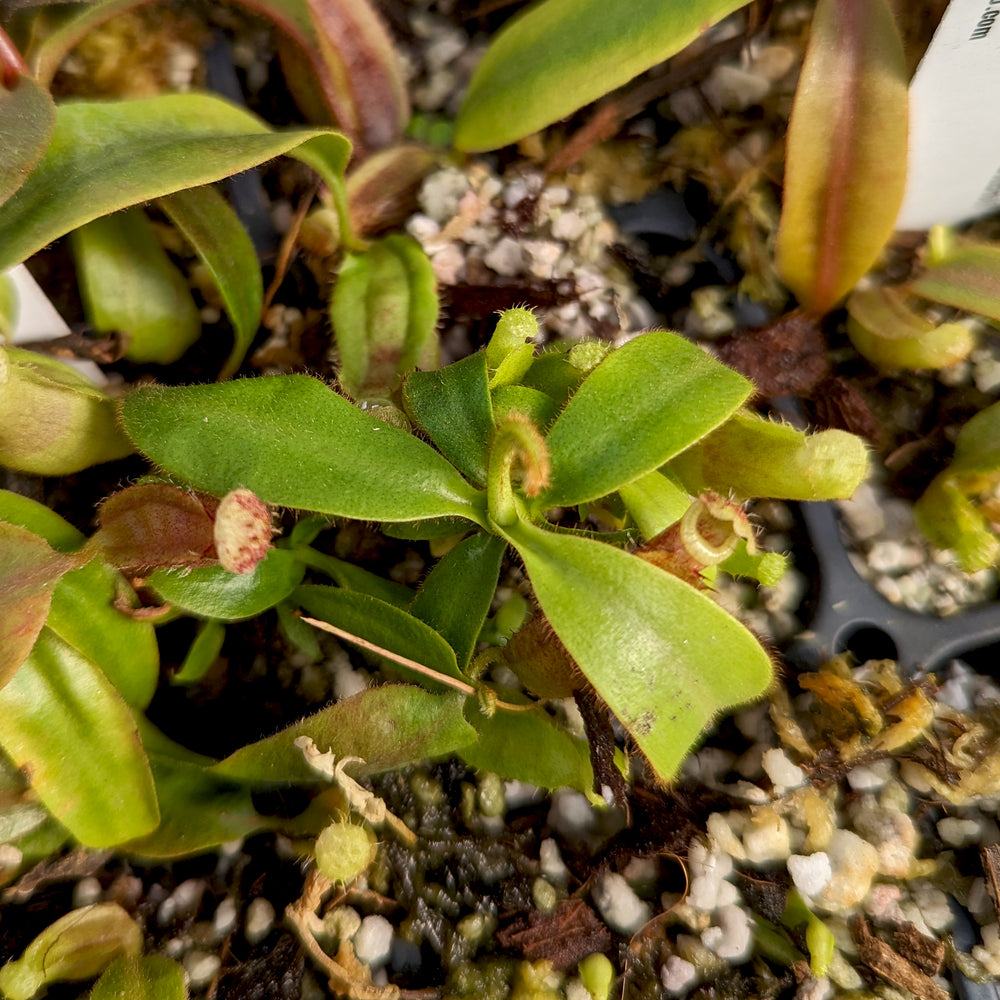 
                      
                        Nepenthes 'Whisper' x veitchii 'Cobra', CAR-0410
                      
                    