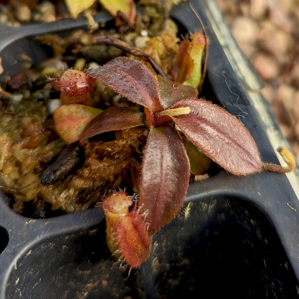 
                      
                        Nepenthes 'Whisper' x veitchii 'Cobra', CAR-0410
                      
                    