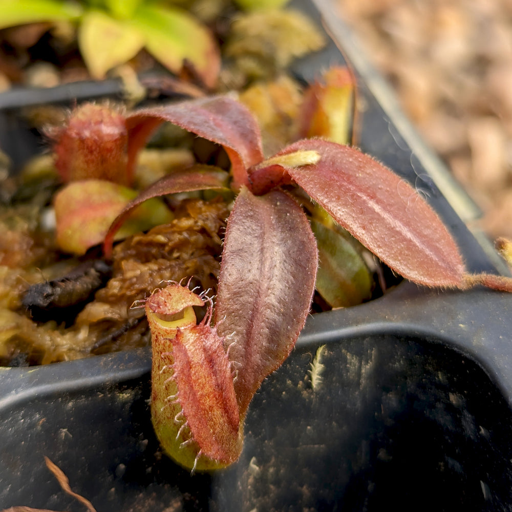 Nepenthes 'Whisper' x veitchii 'Cobra', CAR-0410