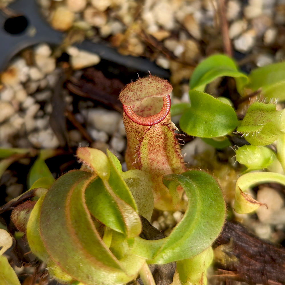 
                      
                        Nepenthes (maxima x campanulata) x veitchii Bareo Squat, CAR-0411
                      
                    