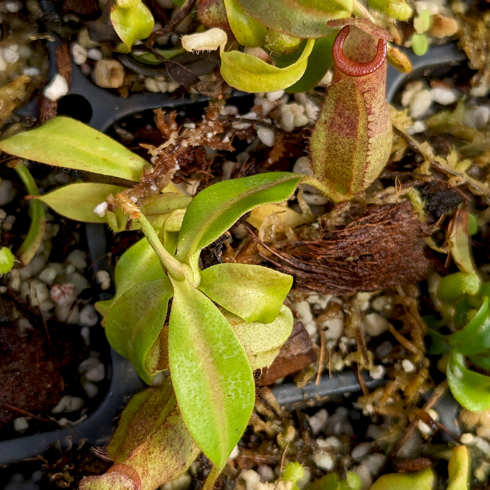 
                      
                        Nepenthes (maxima x campanulata) x veitchii Bareo Squat, CAR-0411
                      
                    