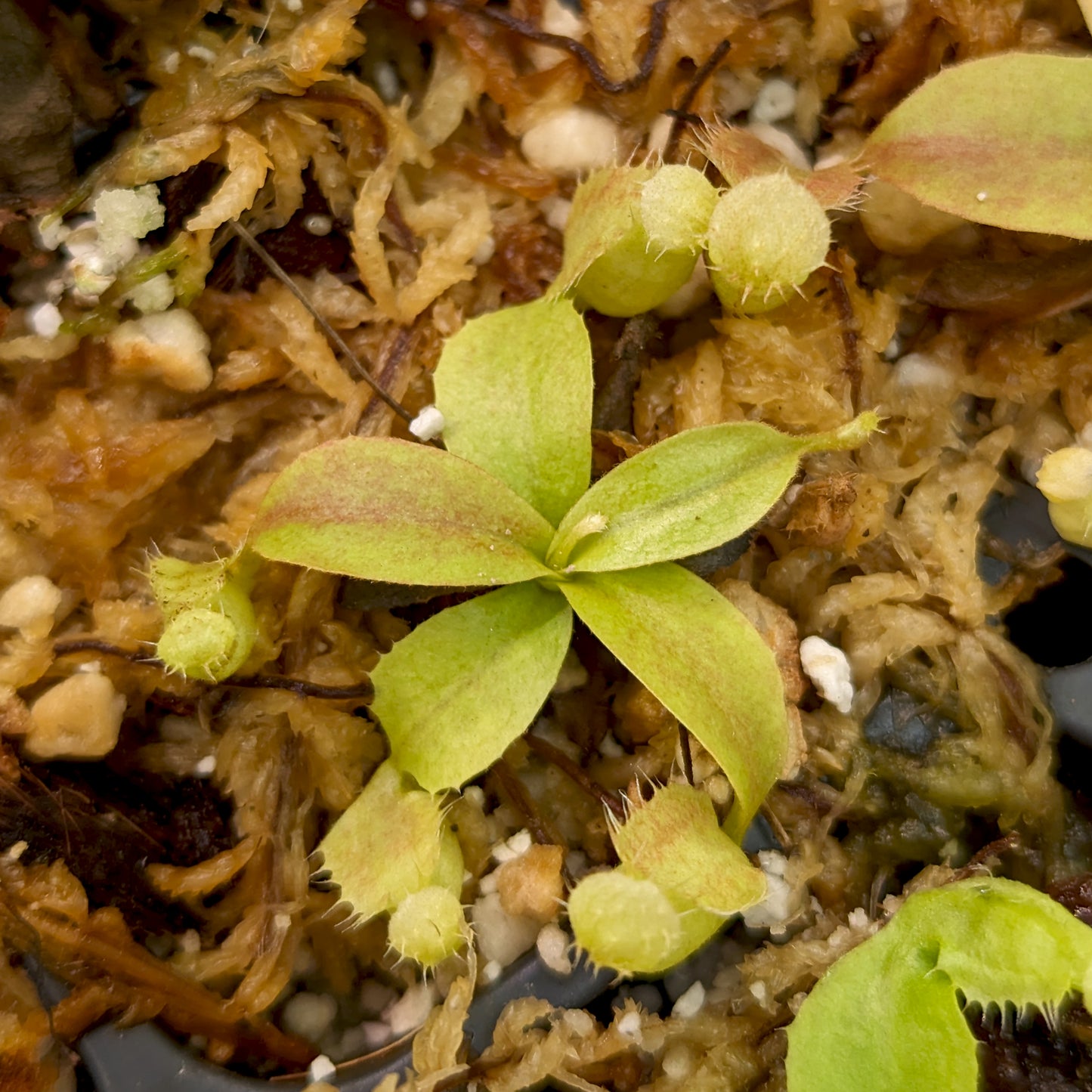 Nepenthes [(Viking x ampullaria) x northiana] x (spathulata x jacquelineae), CAR-0408