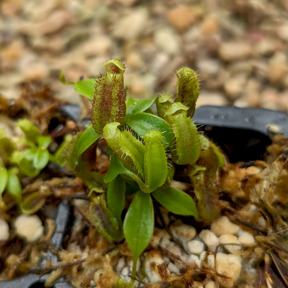 
                      
                        Nepenthes naga x lowii Kinabalu, CAR-0417
                      
                    