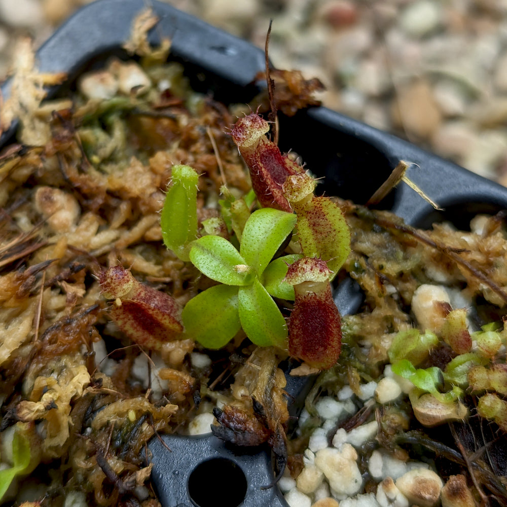 Nepenthes naga x lowii Kinabalu, CAR-0417