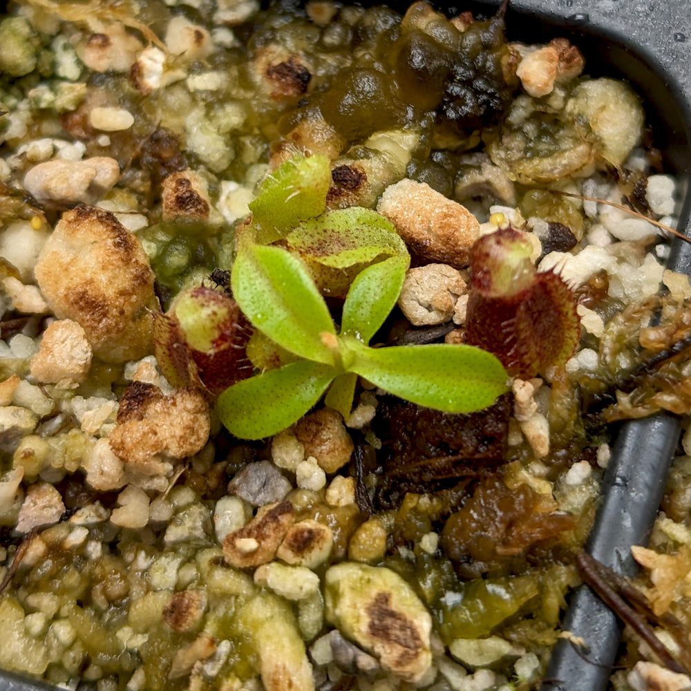 
                      
                        Nepenthes naga x lowii Kinabalu, CAR-0417
                      
                    