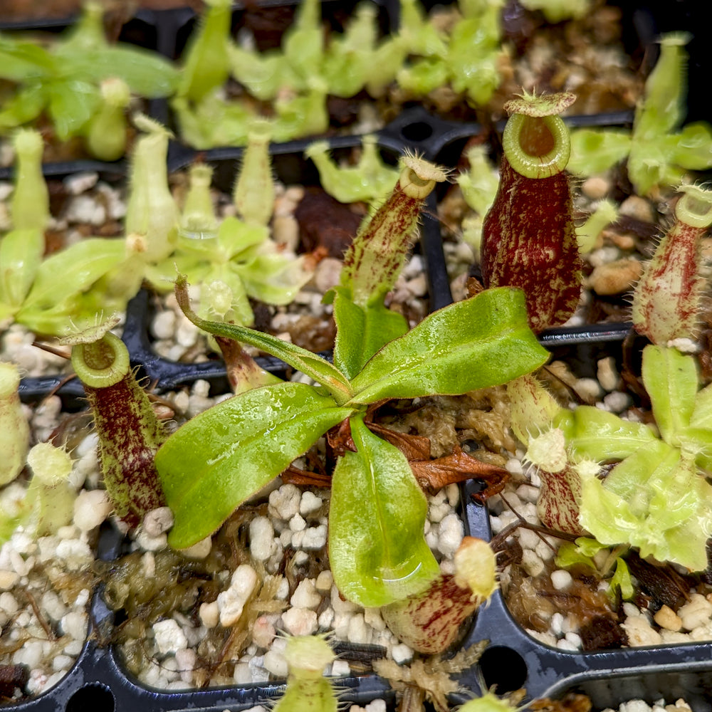 
                      
                        Nepenthes mirabilis var echinostoma x ampullaria 'Black Miracle', CAR-0416
                      
                    