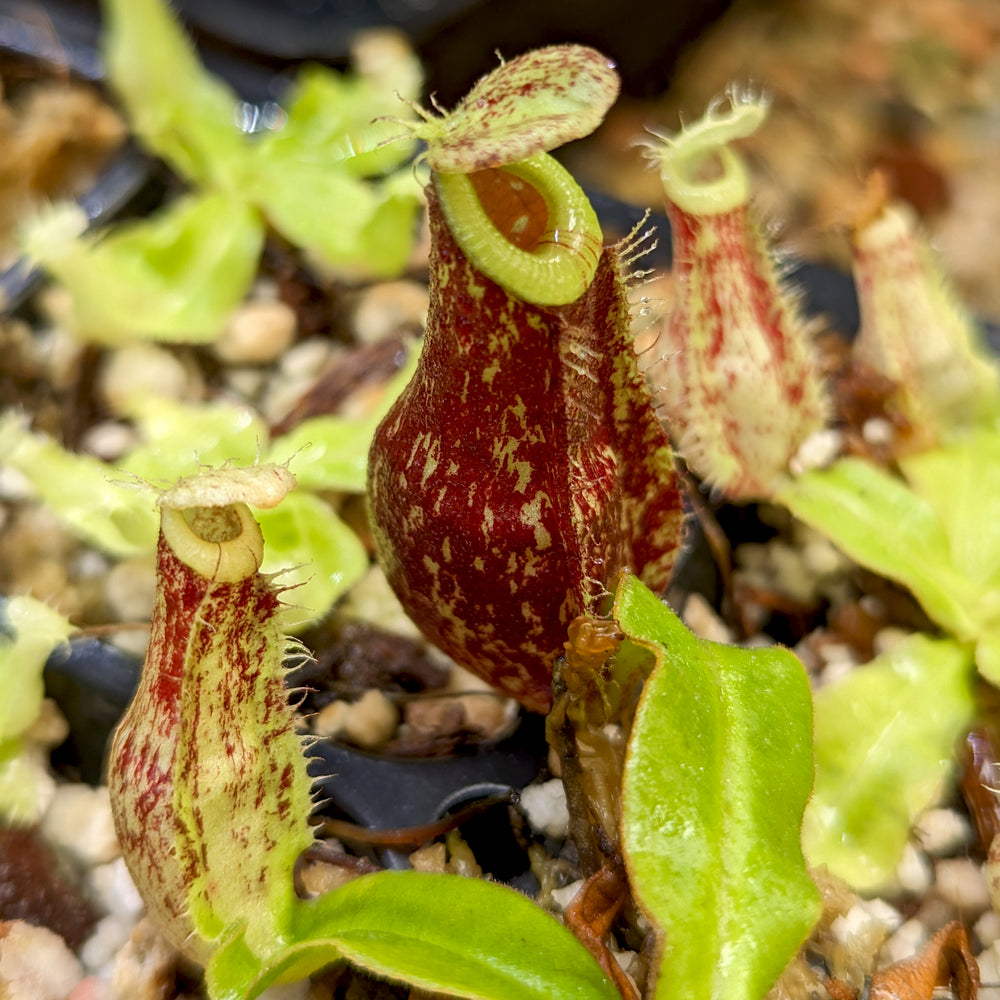 Nepenthes mirabilis var echinostoma x ampullaria 'Black Miracle', CAR-0416