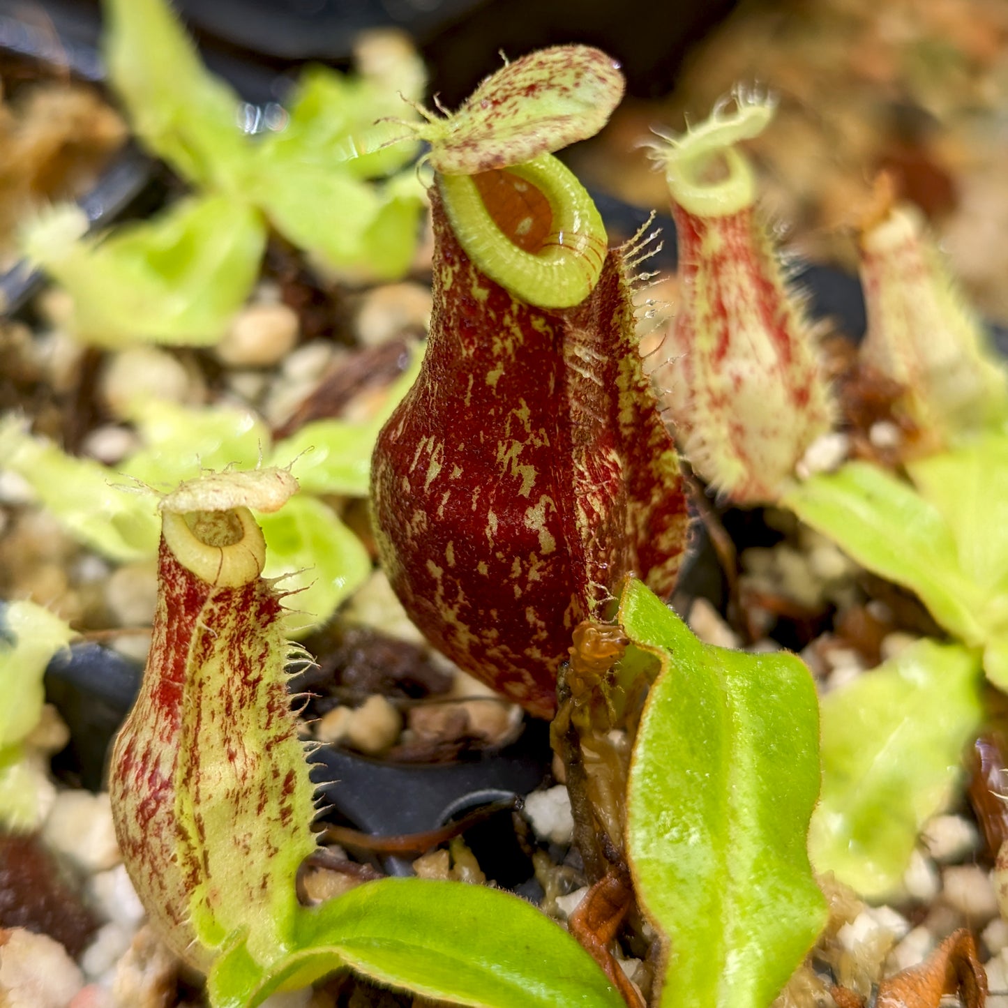 Nepenthes mirabilis var echinostoma x ampullaria 'Black Miracle', CAR-0416