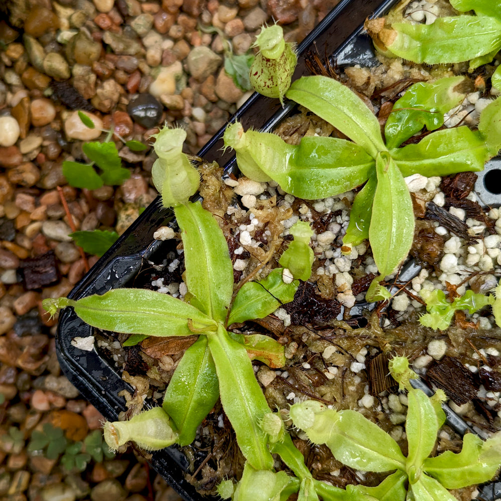 
                      
                        Nepenthes mirabilis var echinostoma x ampullaria 'Black Miracle', CAR-0416
                      
                    