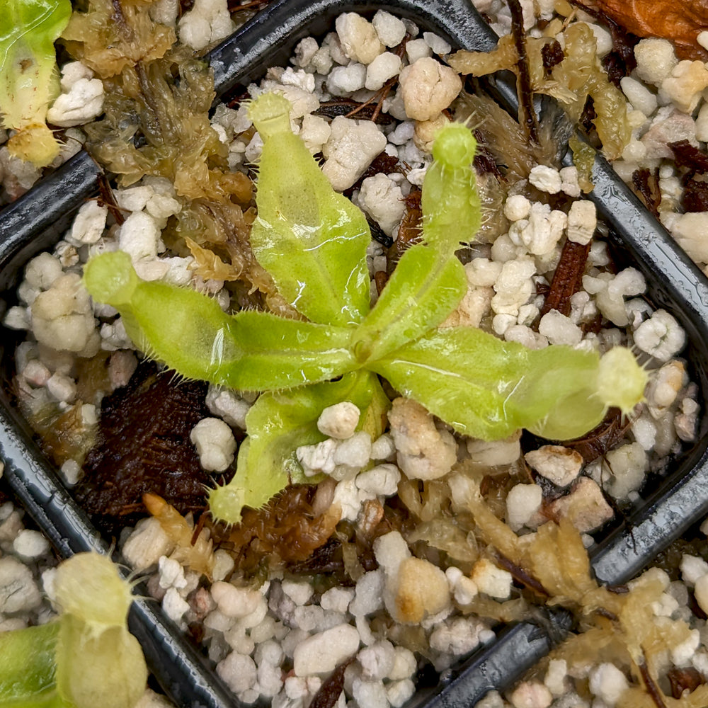 
                      
                        Nepenthes mirabilis var echinostoma x ampullaria 'Black Miracle', CAR-0416
                      
                    